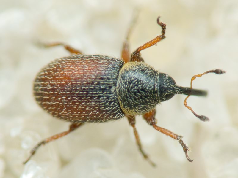 Mecinus plantaginis (Eppelsheimer, 1875)